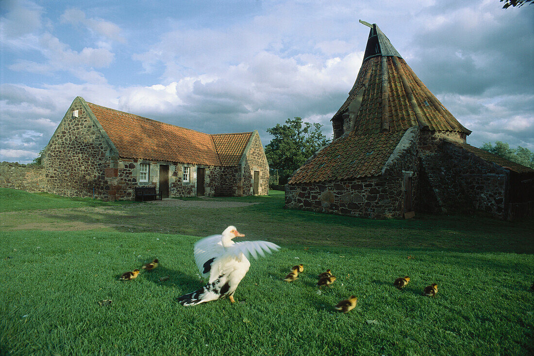 Goose and goslings at a Water Mill, Preston Mill, Lotian District, Scotland