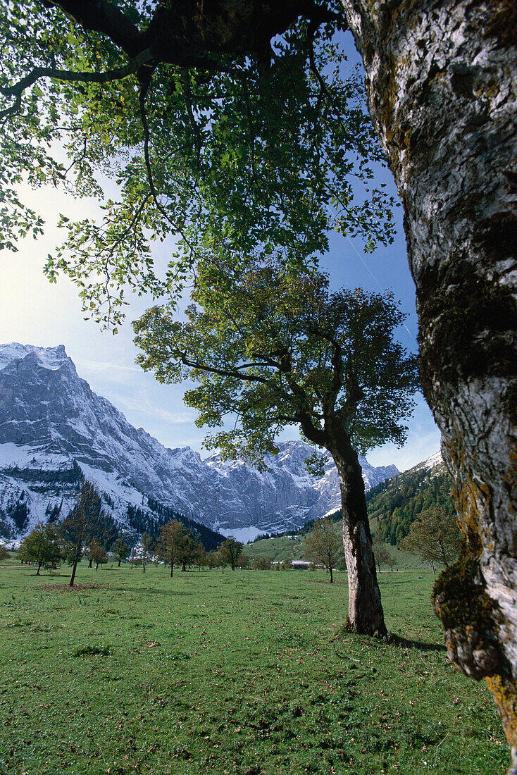 Mountain landscape noted for its sycamore maple trees, Grosser Ahornboden, Eng, Tyrol, Austria