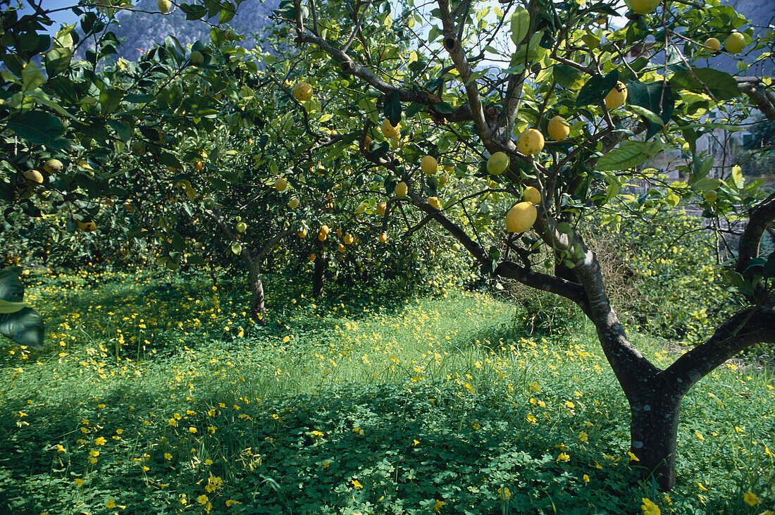 A lemon tree in a meadow, Mallorca, Balearic Islands, Spain