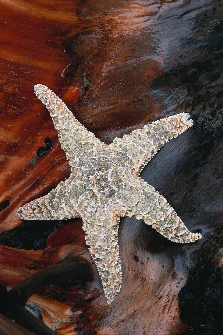 Close up of a starfish on driftwood, Long Beach, Pacific Rim, Vancouver Island, Canada, America