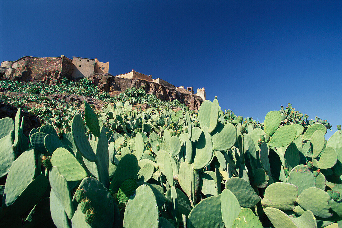 Burg mit Kakteen, Agadir Tislan, Anti-Atlas, Marokko, Afrika