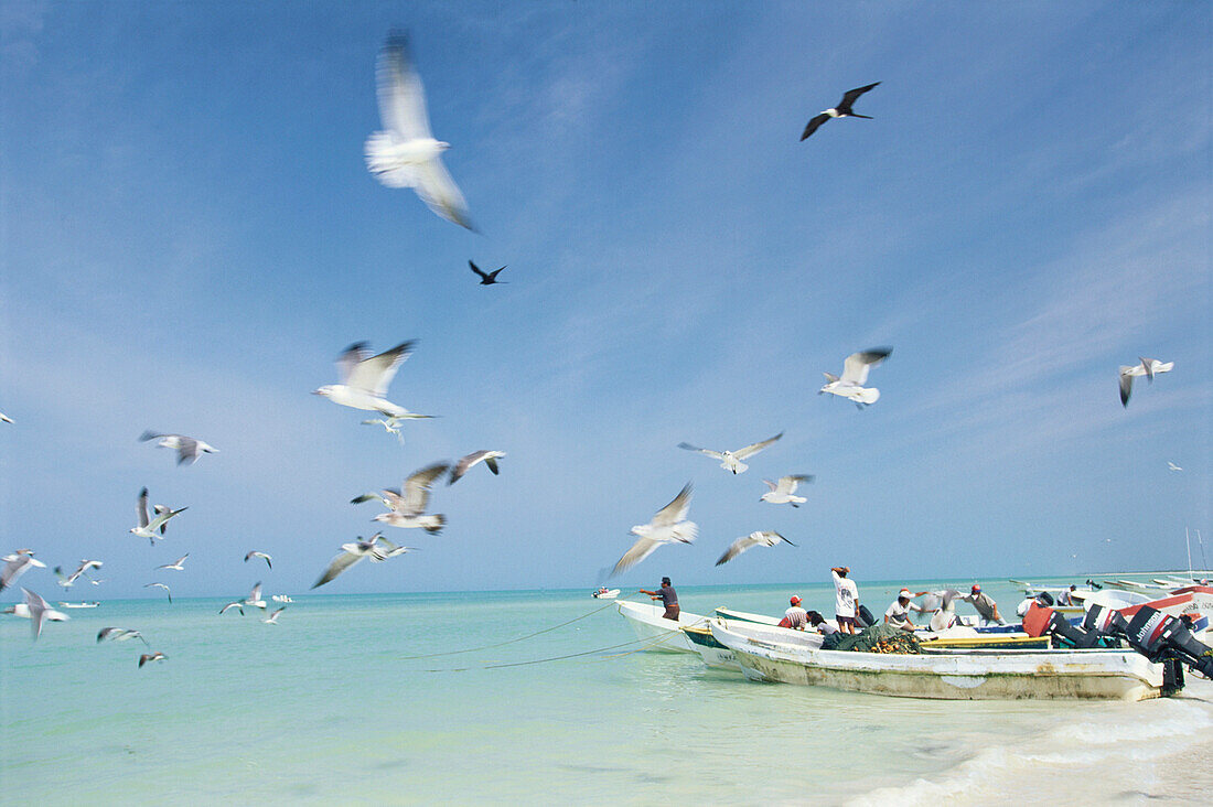 Fischer laden Fang aus, Möwenschwarm, Celestun, Halbinsel Yucatan, Mexiko