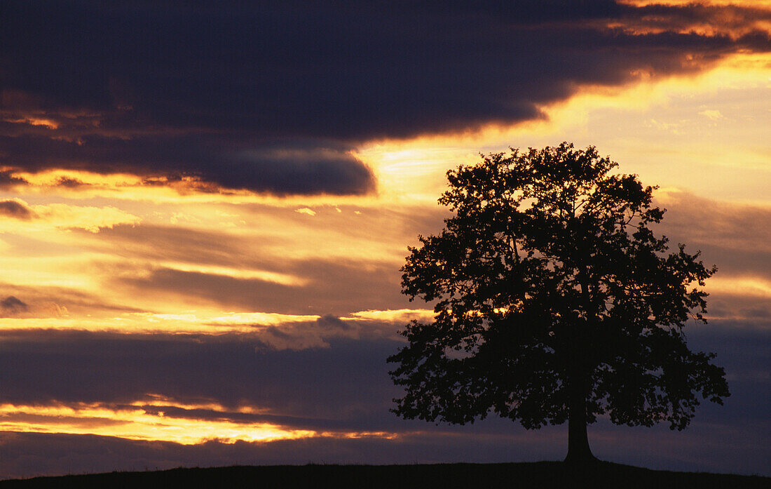 Deciduous tree in the dusk, Munsing, Upper Bavaria, Bavaria, Germany