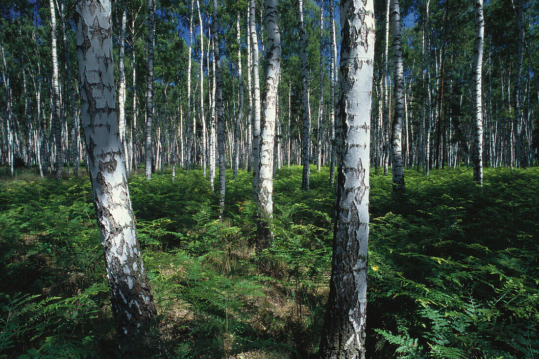 Naturschutzgebiet Zadlitzbruch, Farne, Birken, Bäume, Wald, Sachsen, Deutschland