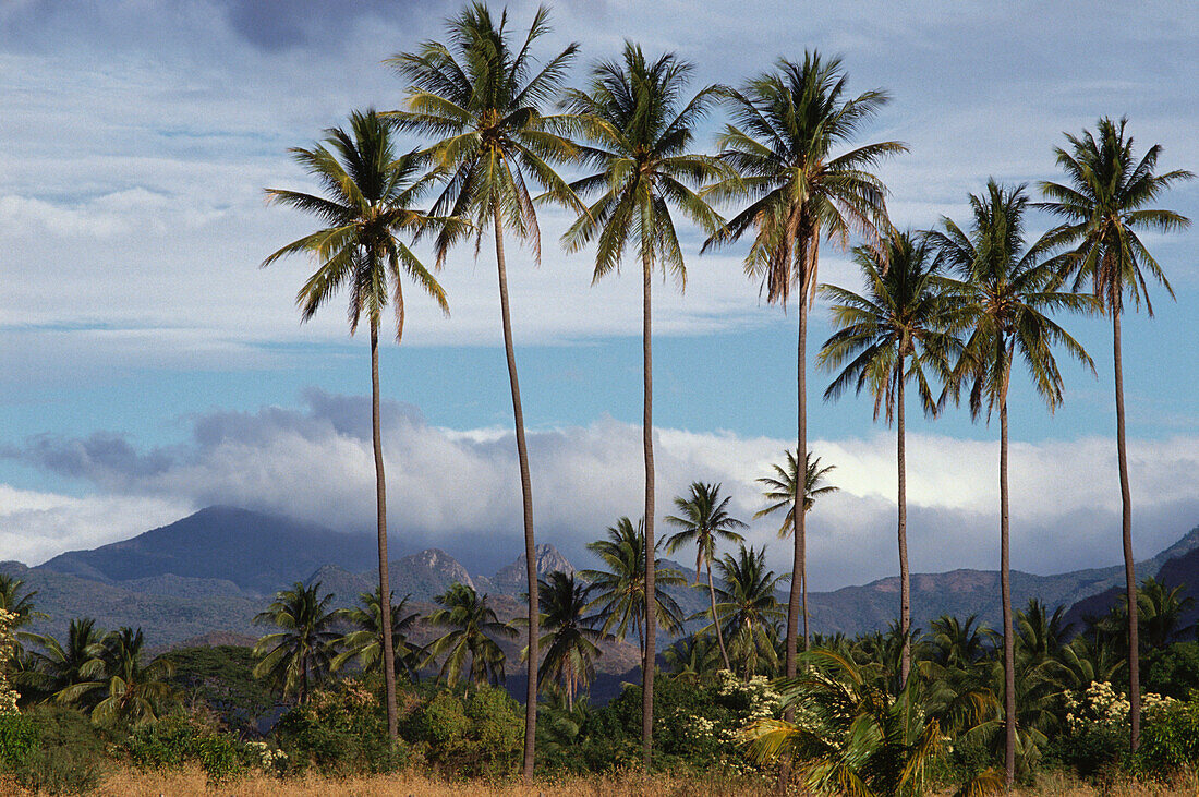 Landschaft mit Palmen, Ixtepec, Oaxaca, Mexiko