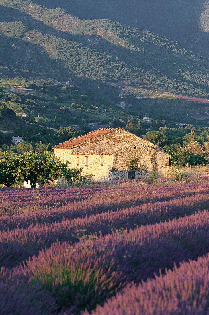 Country house with lavender field, near Nyons, Provence, France