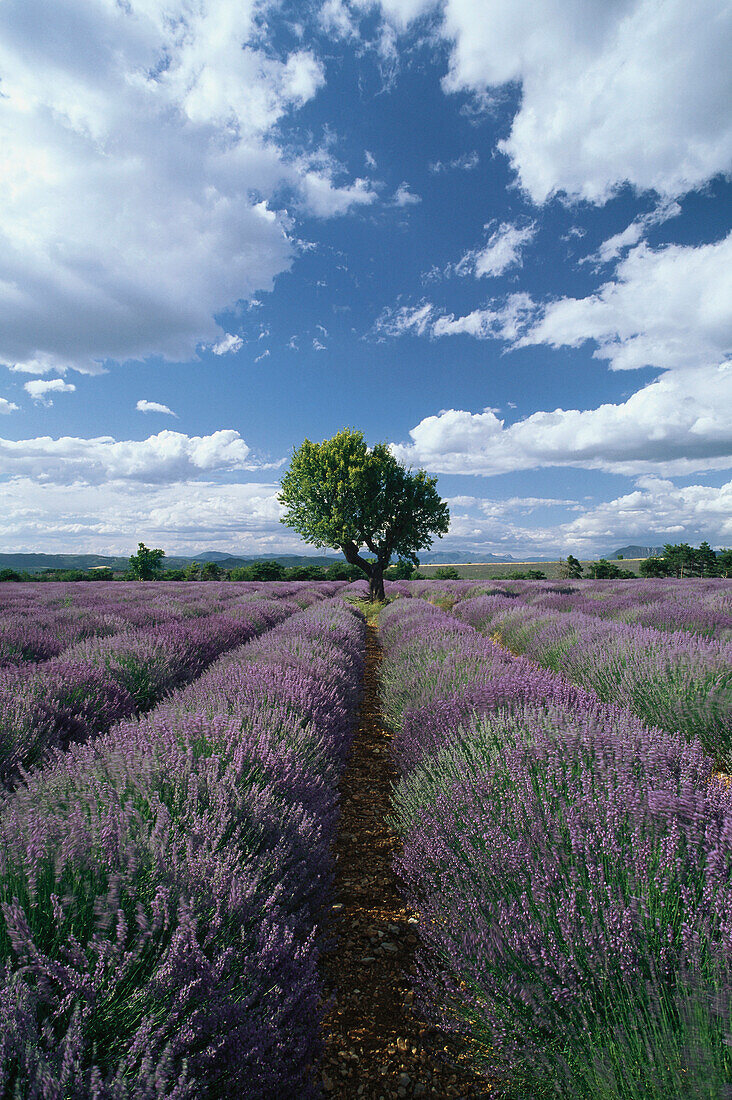 Lavendelfeld und Mandelbaum, Provence, Frankreich