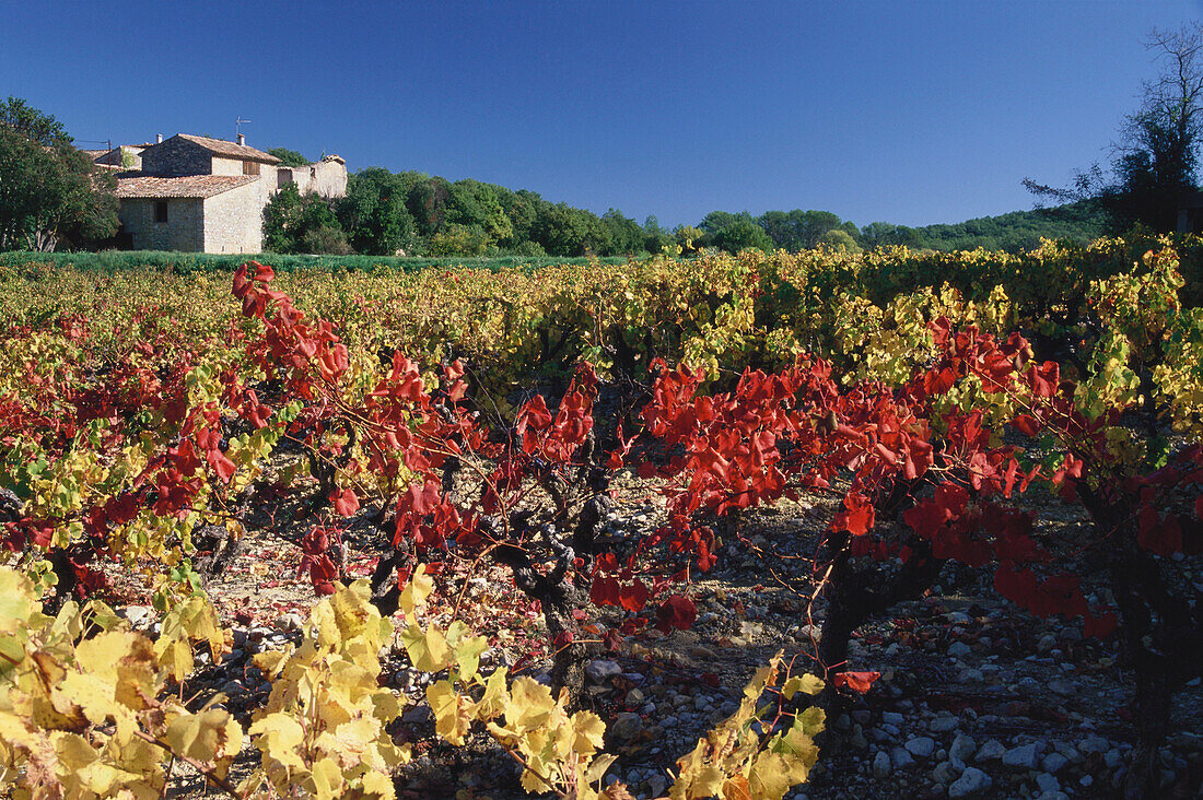 Weinfelder vor les Camails, Cotes de Provence, Provence, Frankreich