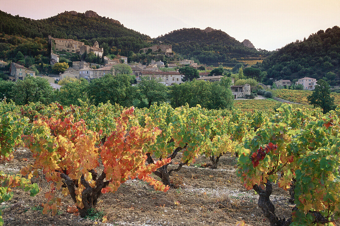 Weinfeld vor Gigondas, Dentelles de Monmirail, Vaucluse, Provence, Frankreich