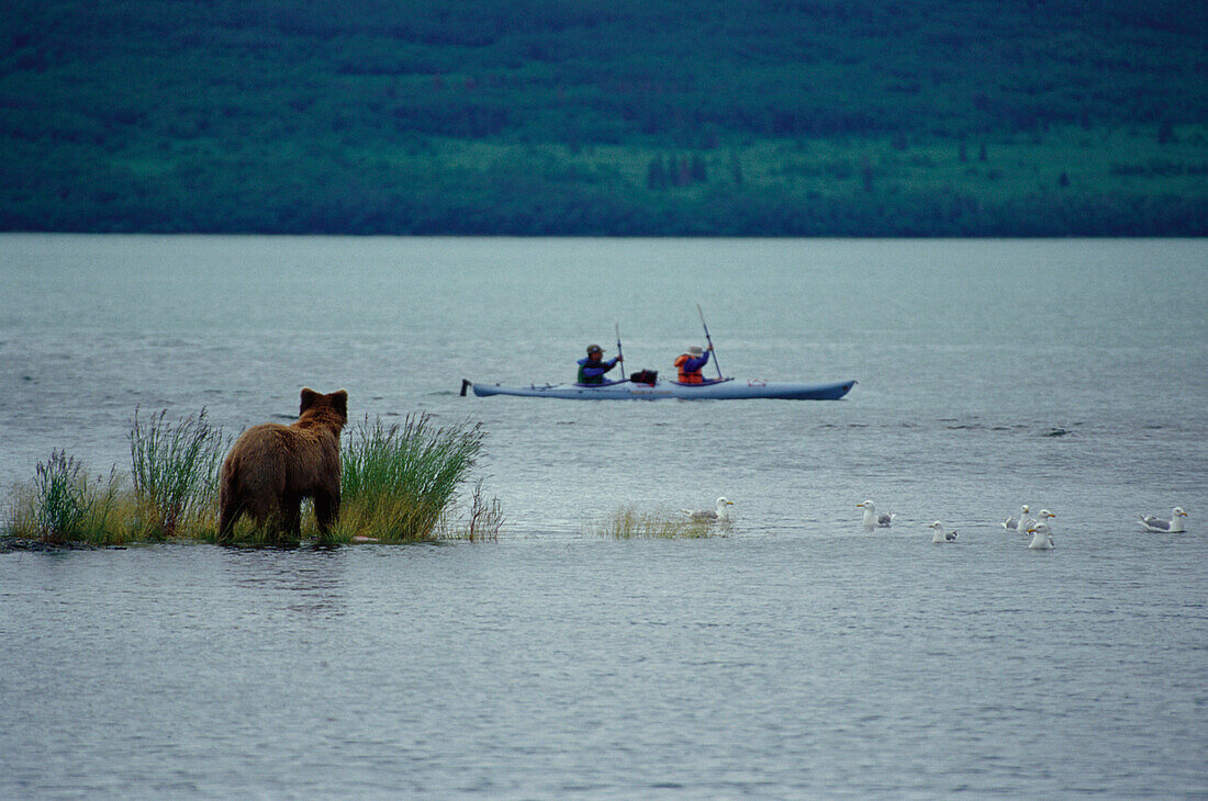 Braunbär beobachtet Paddler, Grizzly, Katmai National Park, Alaska, USA