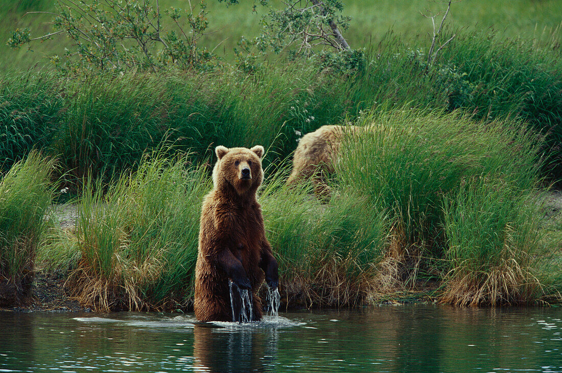A brown bear, Grizzly, Mother with cub, Ursus Arctos, Katmai National Park, Alaska, USA