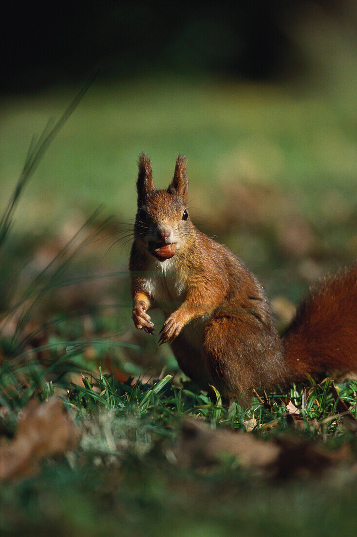 Close up of a red squirrel, Sciurus Vulgaris, nut in mouth, Animal