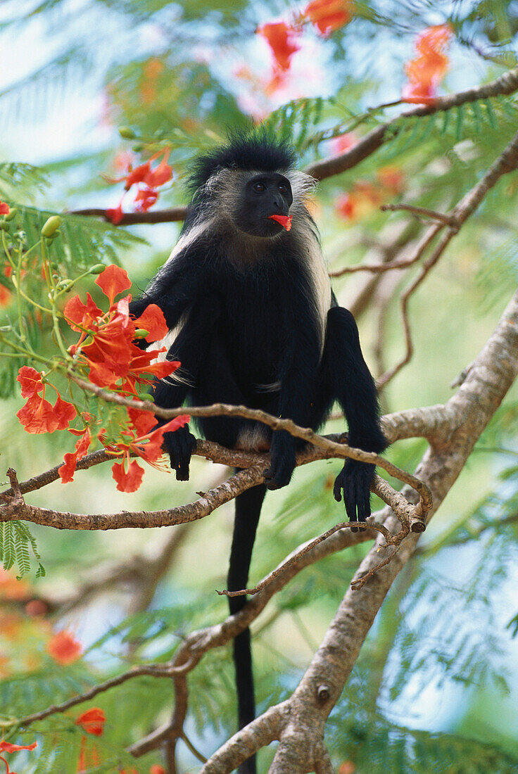 Mantled Guereza, monkey eating blossom in a tree, Colobus Polykomos Angolensis, Kenya, Africa