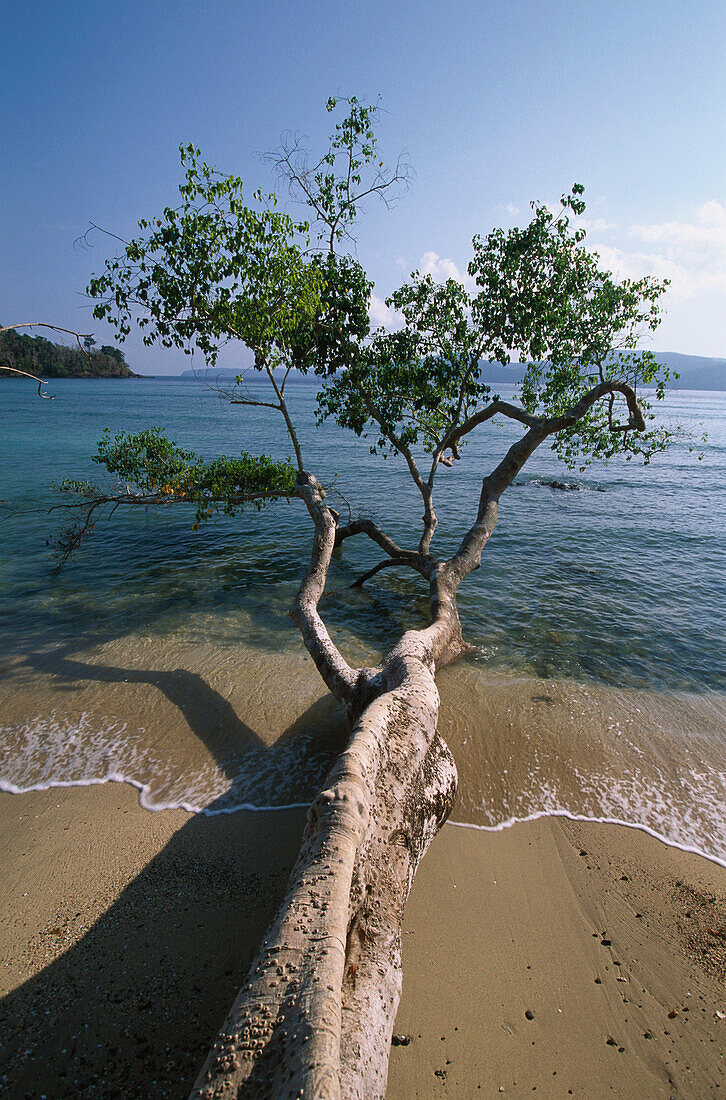 Ein Baum liegt am Strand von Chiriya Tapu, Süd-Andaman, Andamanen, Indien