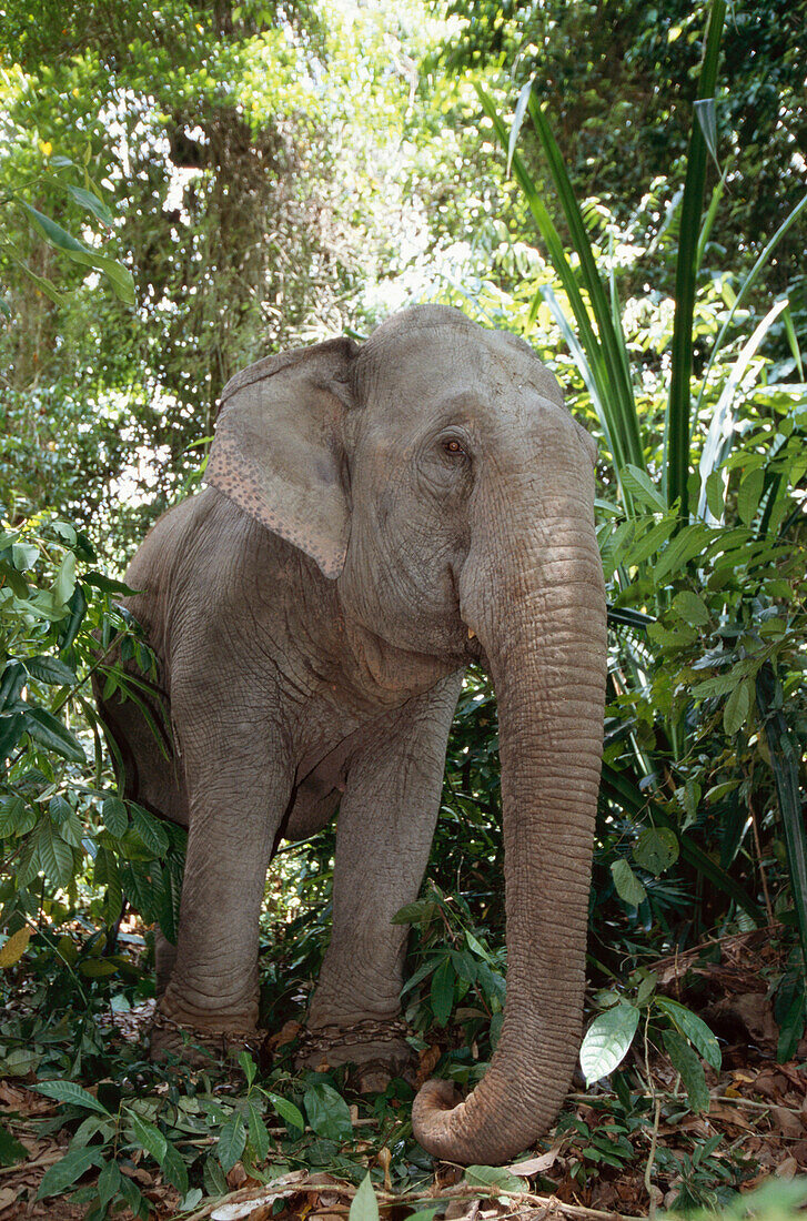 An Asian work elephant, Elephas Maximus, Andaman Islands, India