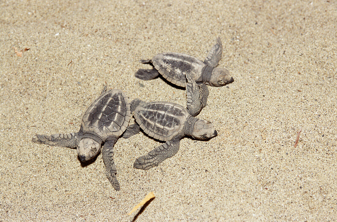 Pazifische Bastardschildkröten, frisch geschlüpft, Andamanen, Indien