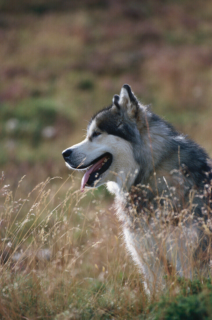 Close uo of a sled dog, Husky