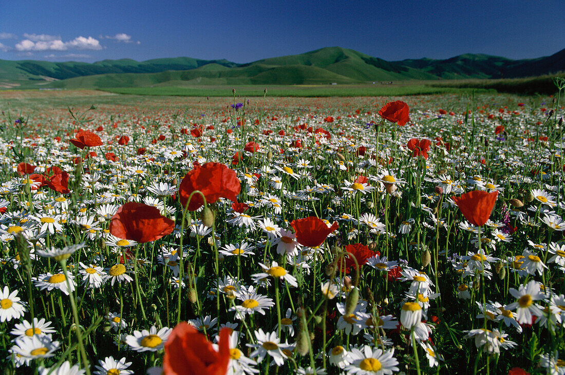Meadow with flowers, Piano Grande, Monti Sibillini National Park, Italy