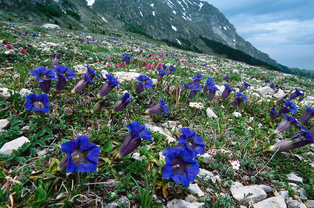 Ligurian Gentian, Monti Sibillini National Park, Italy