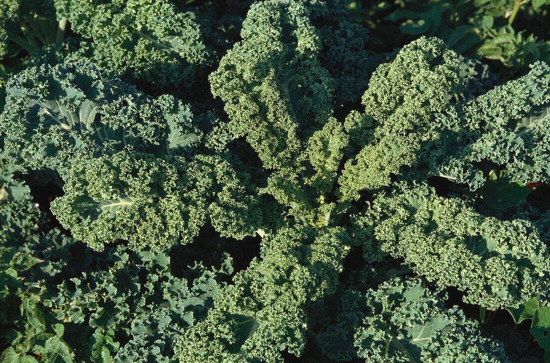 Grünkohl, Brassica Oleracea, Gemüse, Gesundes Essen