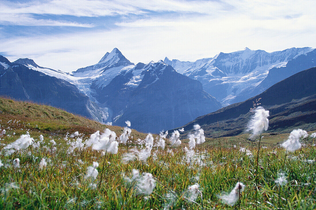 Cotton grass, mount First in background, Grindelwald, Bernese Oberland, Canton of Bern, Switzerland