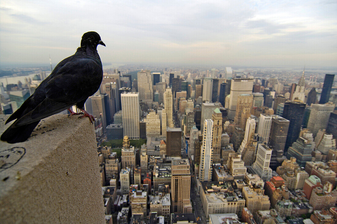 New York Skyline, view from Empire State Building, uptown, towards 5th Avenue with dove in foreground, New York City, New York, USA