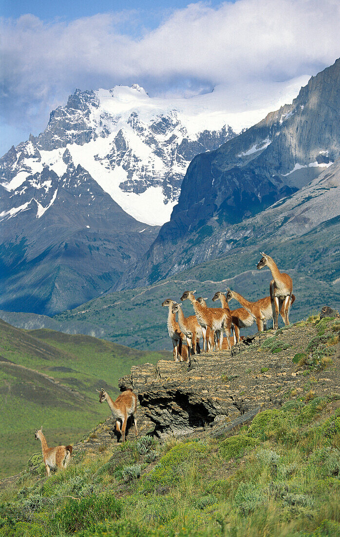 Guanacos, Lama guanicoe, Cuernos del Paine, Paine mountains, Torres del Paine Nationalpark, Patagonia, Chile
