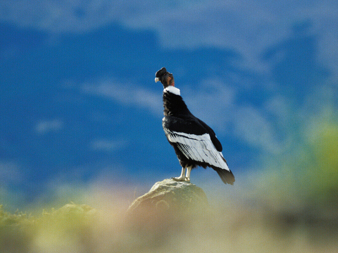 Andean Condor, Vultur gryphus, Torres del Paine Nationalpark, Patagonia, Chile
