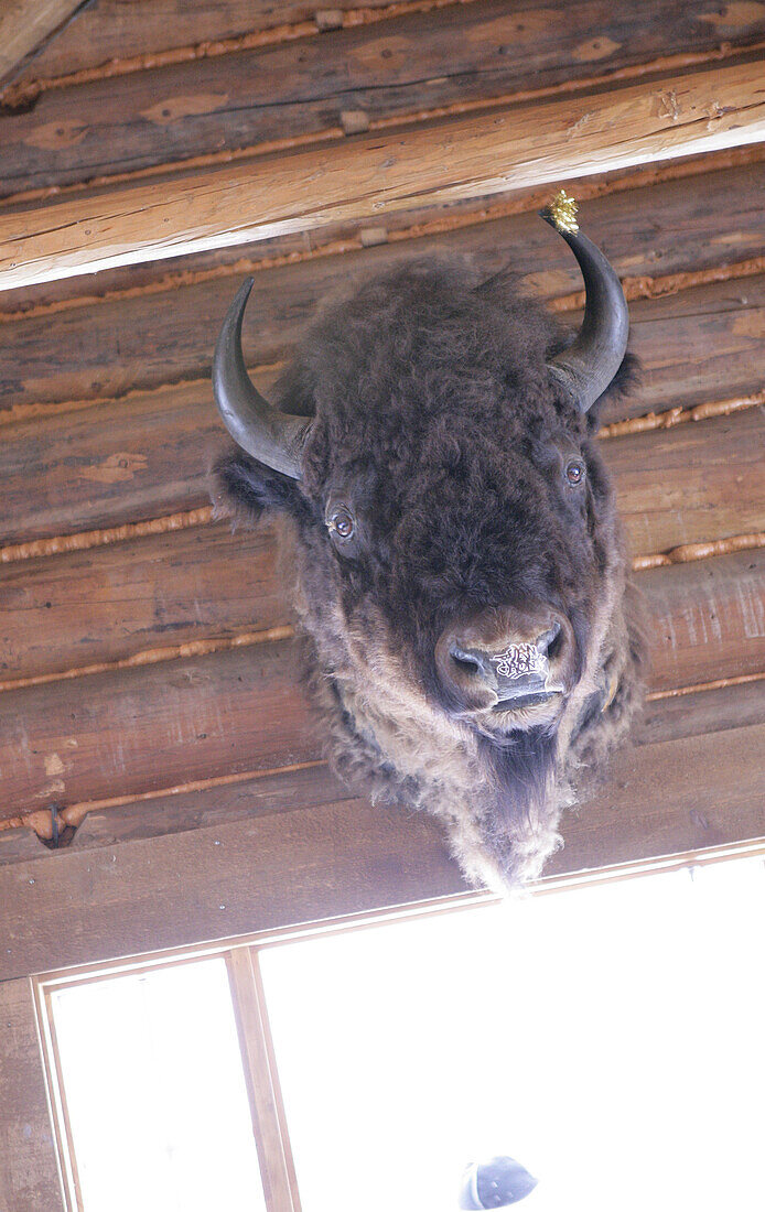 Kopf eines Büffels, Mad Trappers Saloon, Sunshine Village Ski Resort, Alberta, Kanada