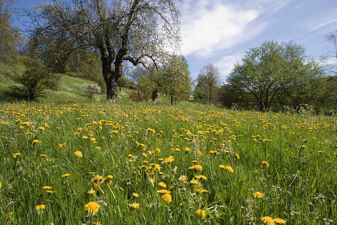Spring Meadow with Dandelions, Haunetal, Rhoen, Hesse, Germany