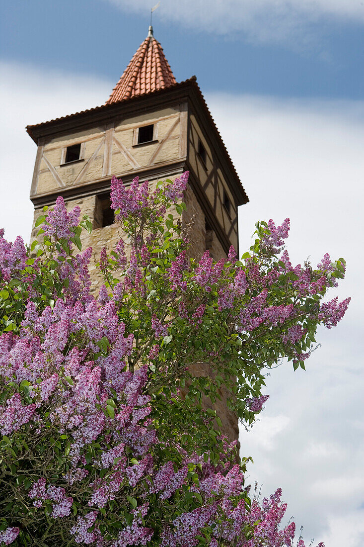 Blooming lilac and tower of Kirchenburg Church Castle, Ostheim, Rhoen, Bavaria, Germany