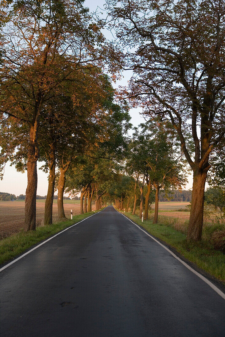 An avenue, tree lined road near Merkers, Rhoen, Thuringia, Germany