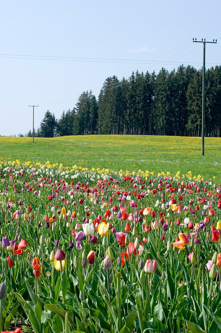 Field of tulips near Penzberg, Bavaria, Germany