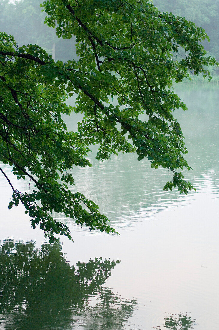 Branches of young green leaves hanging over the surface of a lake, Nymphenburg, Munich, Bavaria, Germany