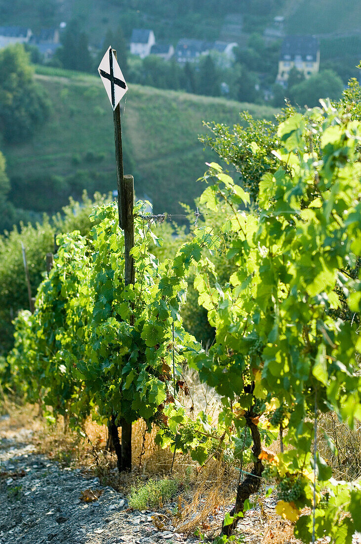 Vineyard, Traben-Trarbach, Rhineland-Palatinate, Germany