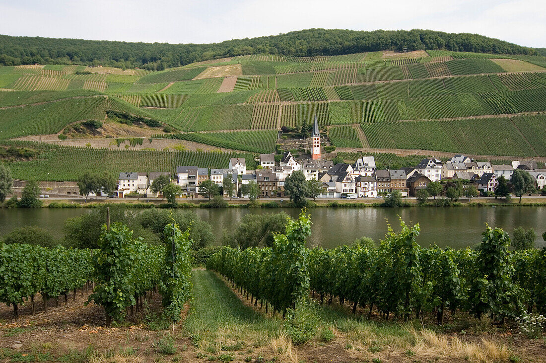 Blick auf Weinberge und die Stadt Enkirch an der Mosel, Enkirch, Rheinland-Pfalz, Deutschland