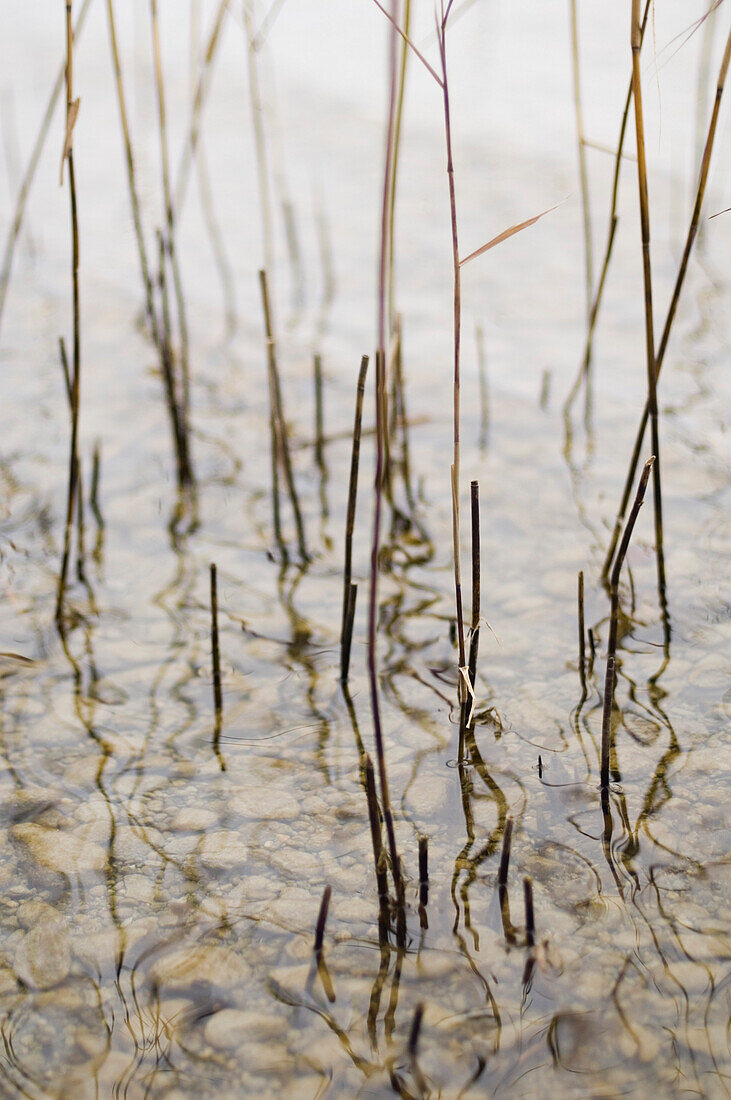 Reed in the shallow waters of Lake Starnberg, Bavaria, Germany