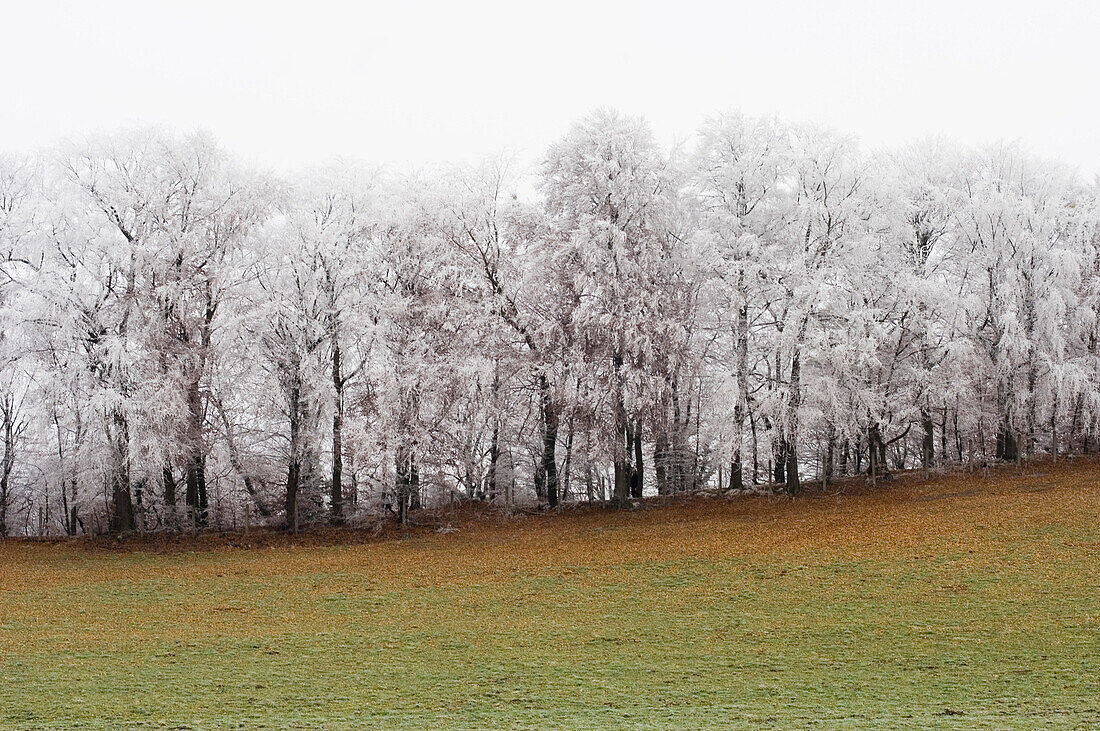 Wiese und verschneite Bäume, Leoni, Starnberger See, Bayern, Deutschland