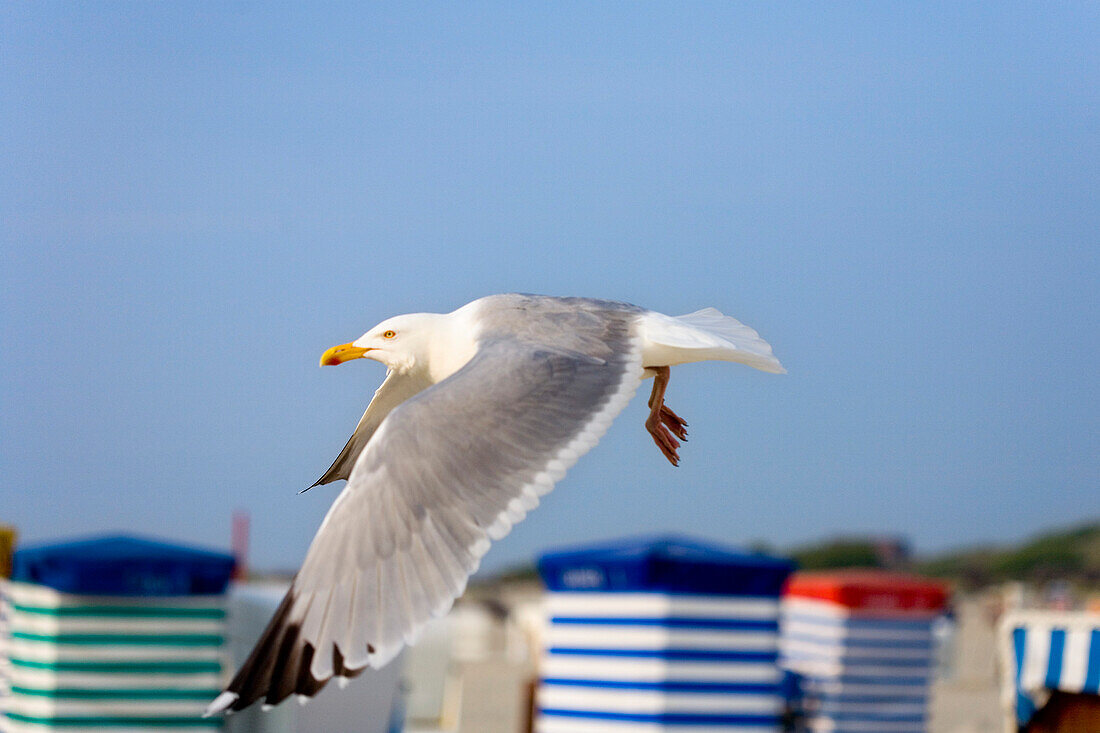 Seagull passing, Borkum, East Frisian Islands, Lower Saxony, Germany