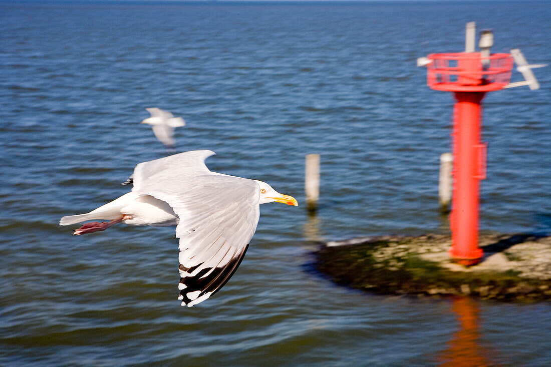 Seagull, East Frisia, North Sea, Lower Saxony, Germany
