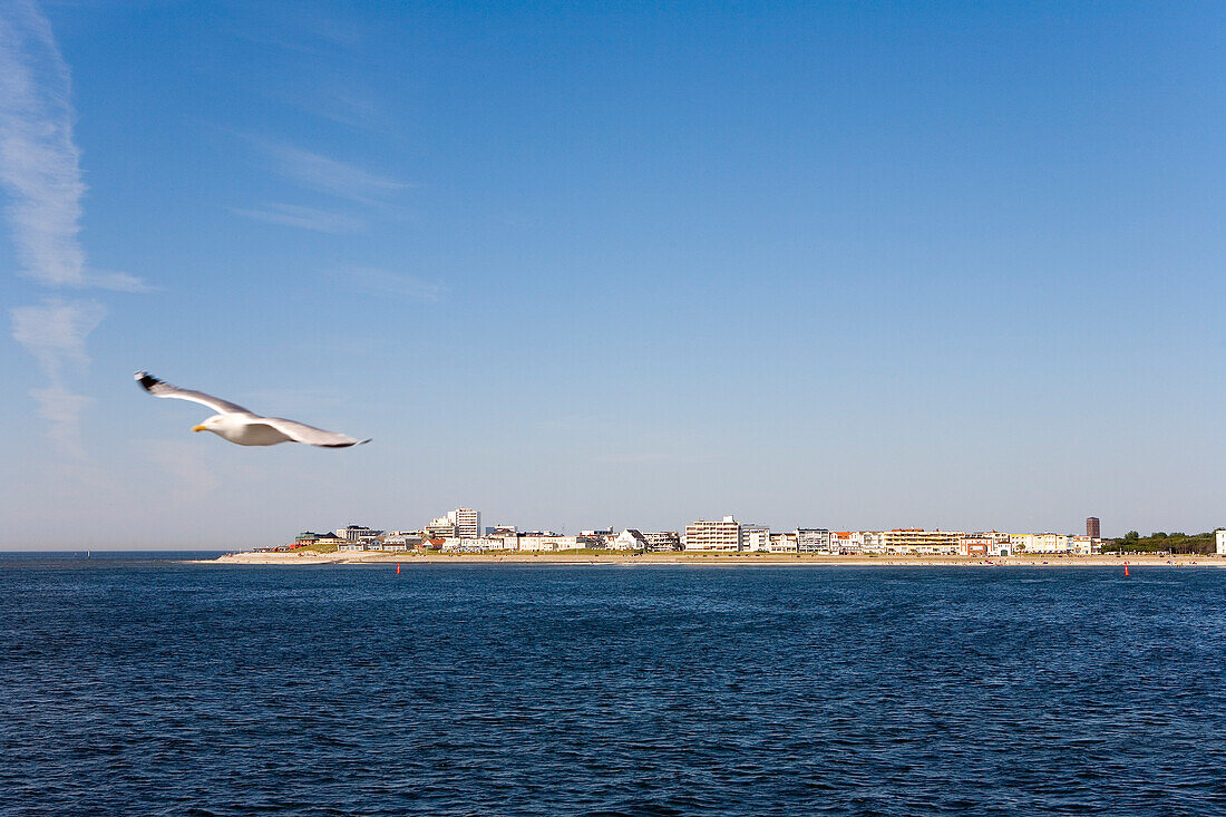 Möwe vor Weststrand, Norderney, Ostfriesische Inseln, Ostfriesland, Niedersachsen, Deutschland