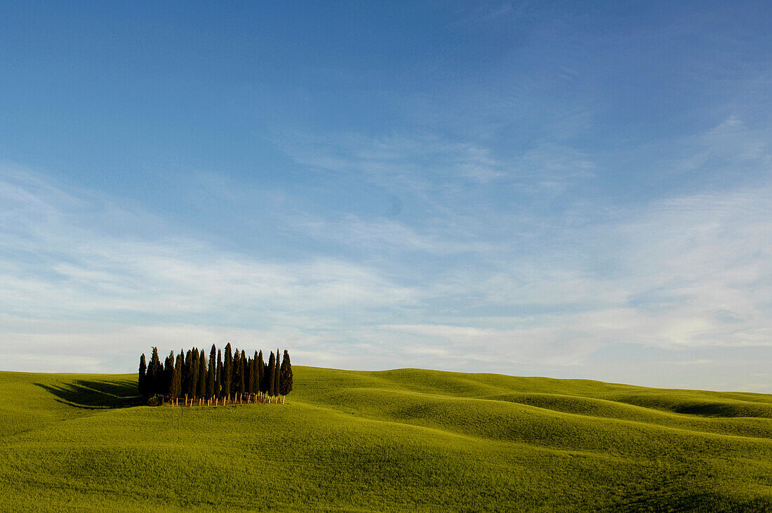 Cypress trees in the countryside, Crete Senesi, Tuscany, Italy