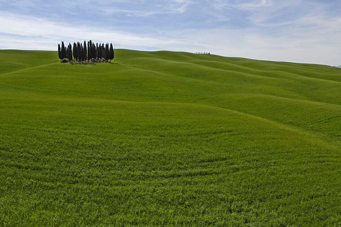 Cypress trees in the countryside, Crete Senesi, Tuscany, Italy