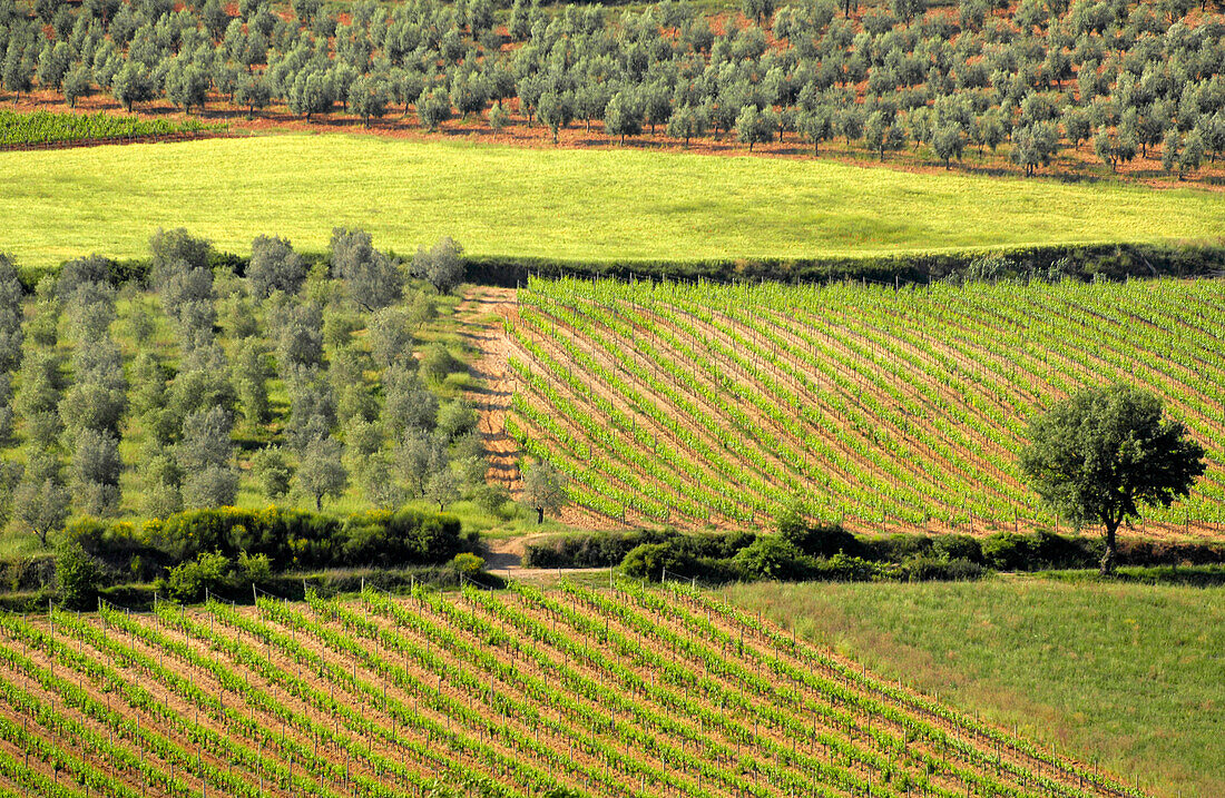 Vineyards and olive trees near Abbadia San Antimo, Tuscany, Italy