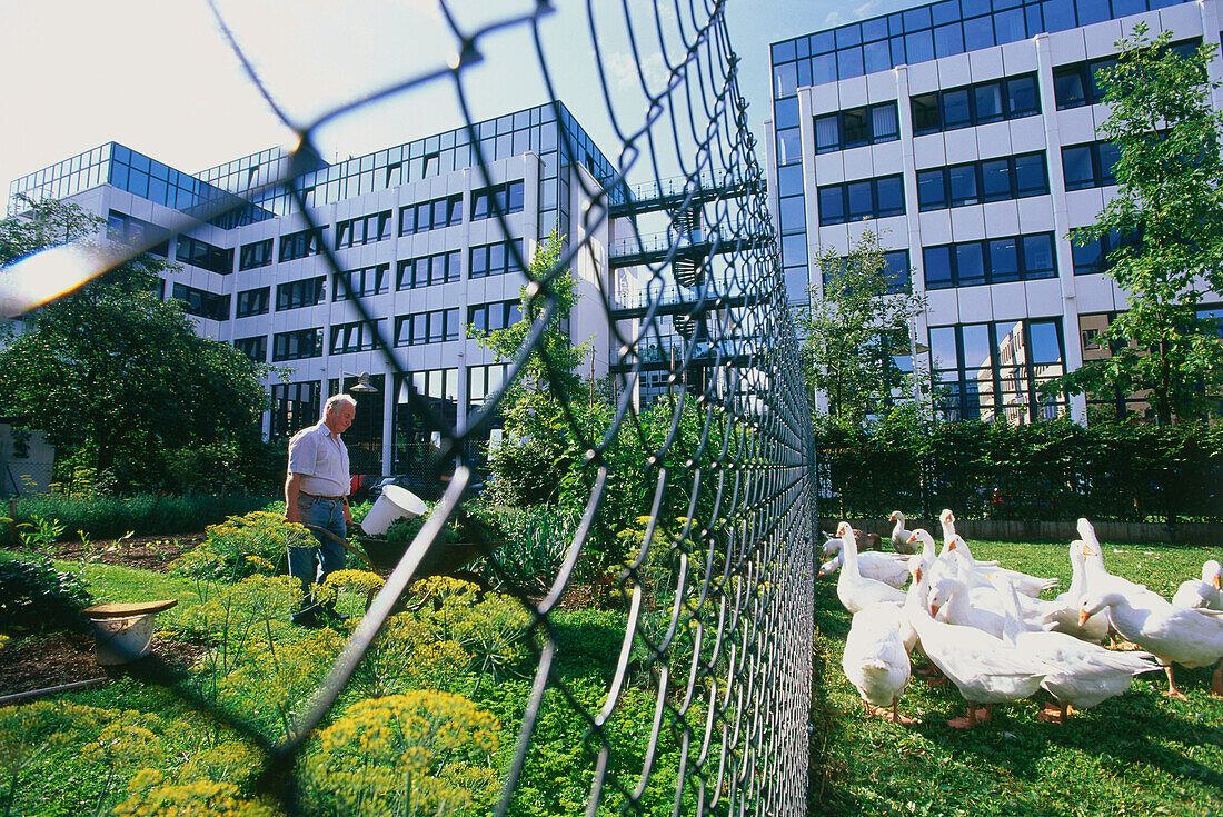 A man and his geese, Maximiliansforum, Biotechnologiestandort Martinsried near Munich, Bavaria, Germany