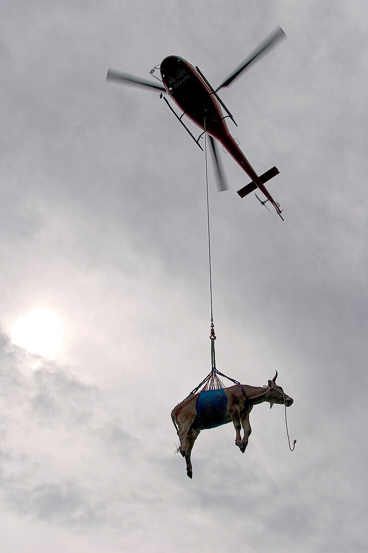 Kuh hängt unter einem Hubschrauber am Seil, Interlaken, Kanton Bern, Schweiz