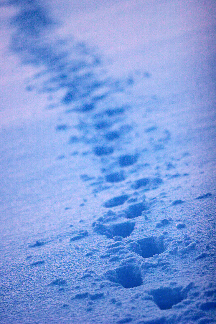 Footprints in snow, Kaufbeuren, Bavaria, Germany