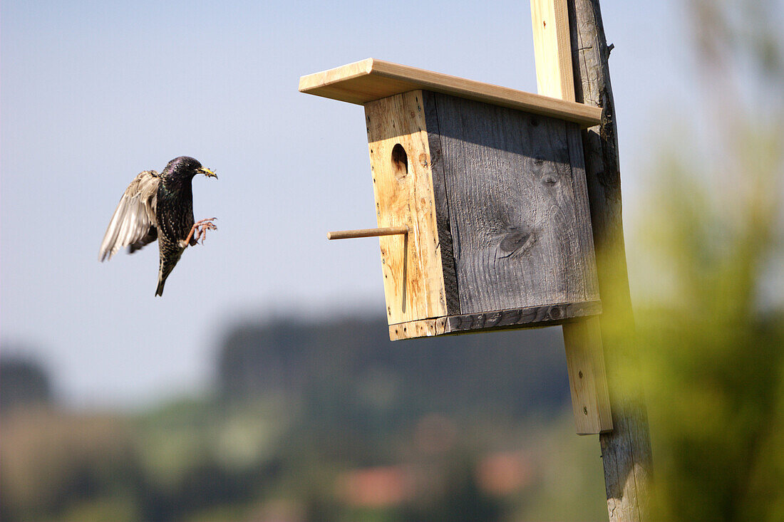 Starling arriving birdhouse, Kaufbeuren, Bavaria, Germany