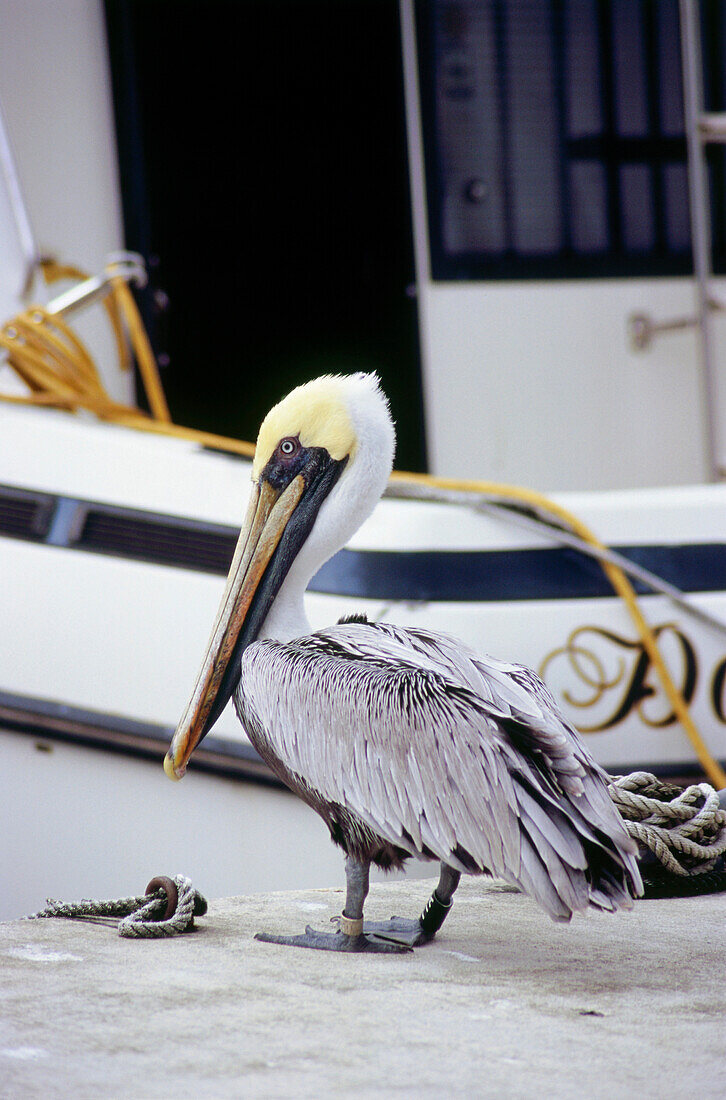 Pelican, South Beach, Miami, Florida, USA