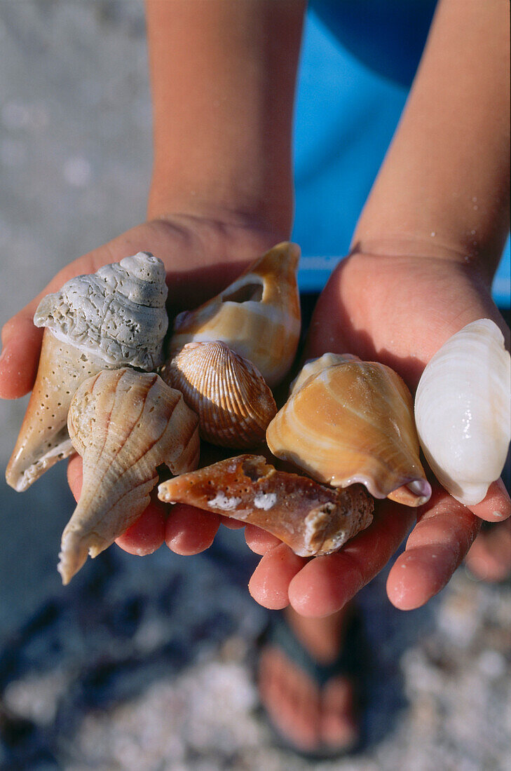 Collecting shells, Sanibel Island, Lighthouse Beach, Fort Myers, Florida, USA